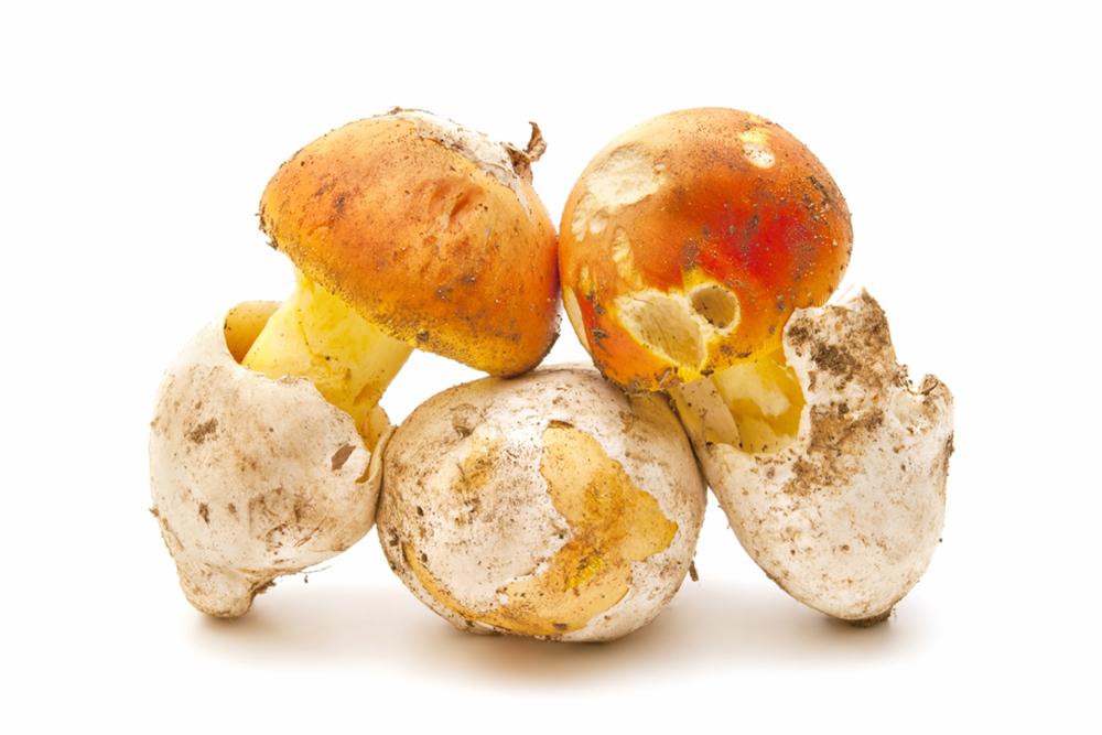 булка-гъба-прясна2-amanita-caeserea1