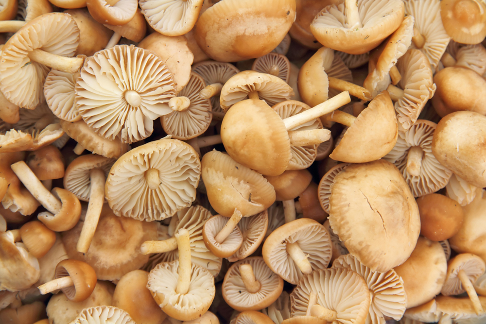 ЧЕЛЯДИНКА MARASMIUS OREADES - прясна1