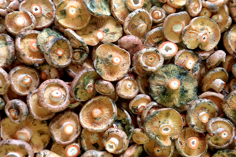 РИЖИЙКА-LACTARIUS-DELICIOUS-прясна1