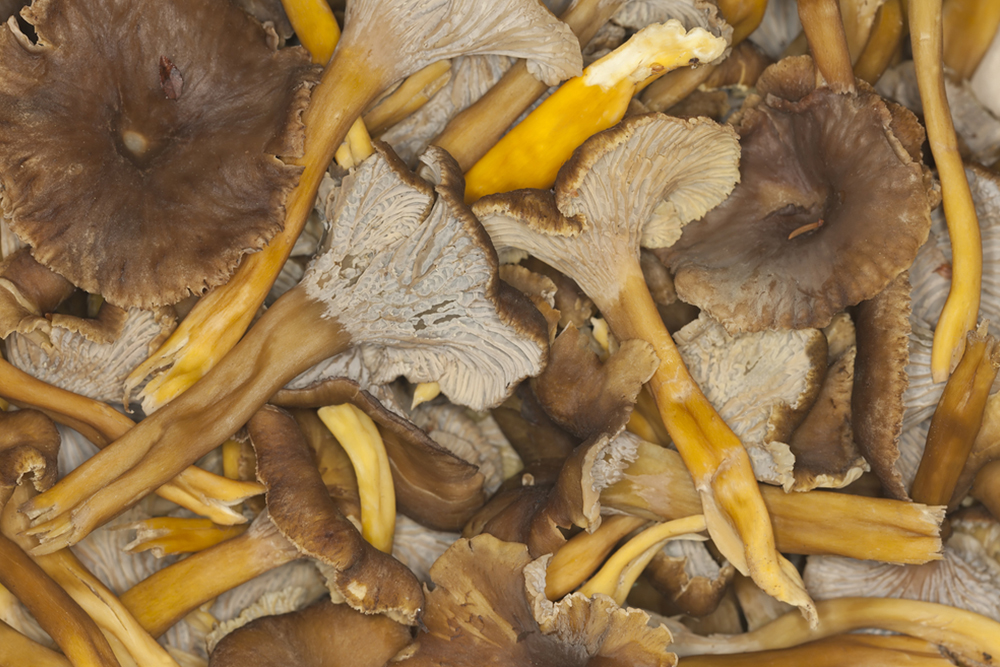 сив-пачи-крак-пресен-cantharellus-tubiformis1