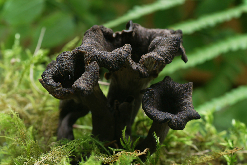 ТРЪБЕНКА-CRATERELLUS-CORNUCOPIOIDES-BLACK-TROMPET-прясна1