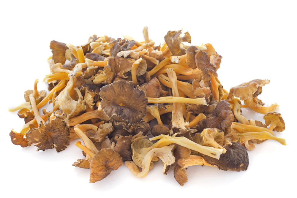 златист-пачи-крак-пресен-cantharellus-luetensis2